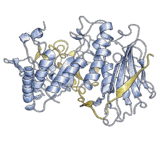 Heparanase