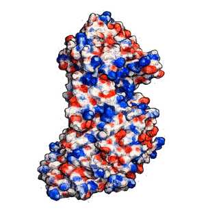 P. heparinus heparin lyase II