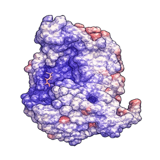 P. heparinus heparin lyase I