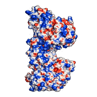 P. heparinus heparin lyase III
